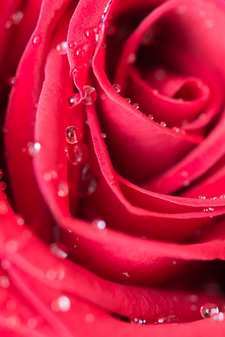 rose
