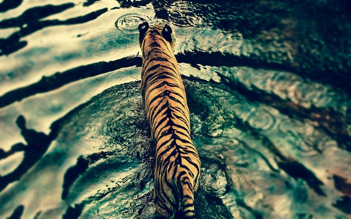 Tiger ❤