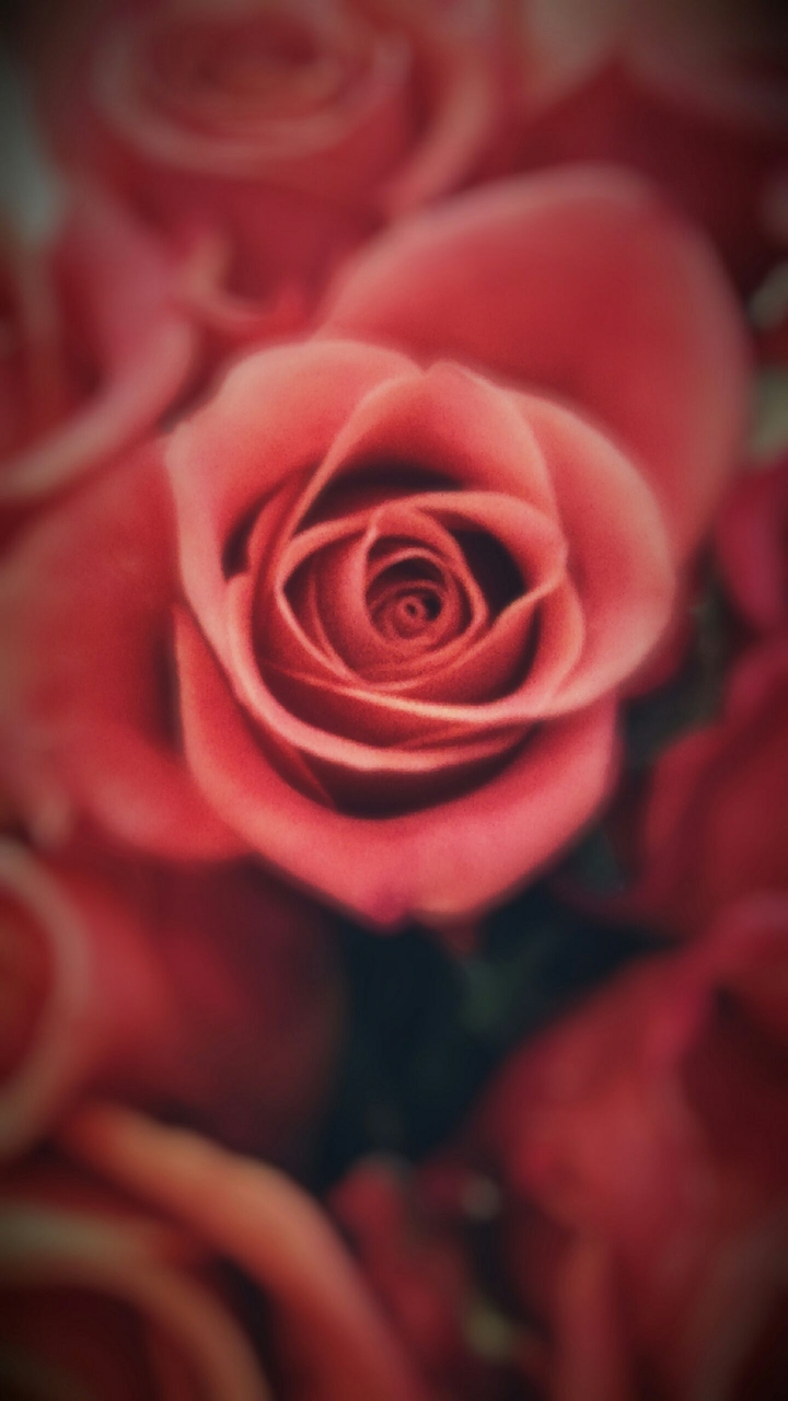 Rose love