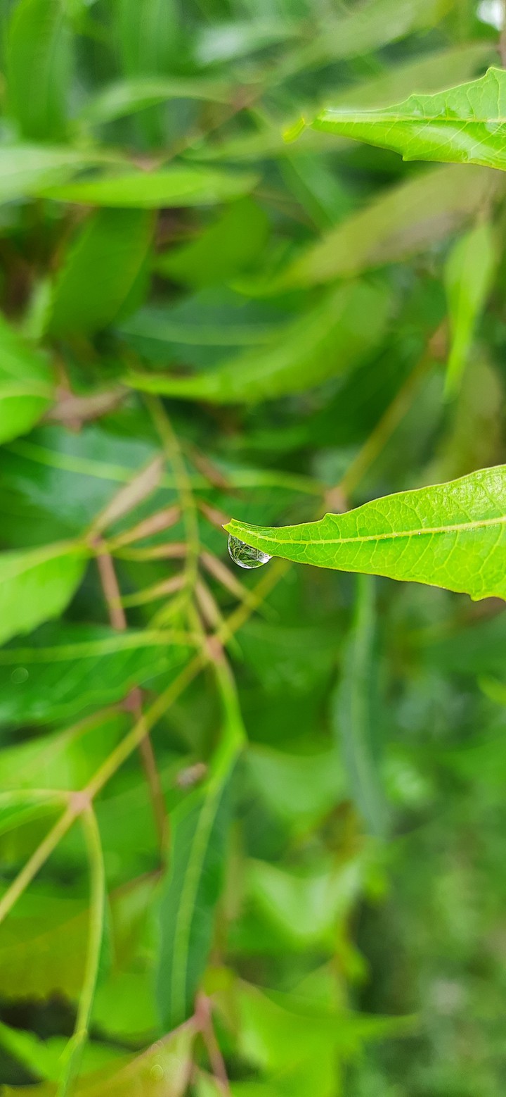 Rain