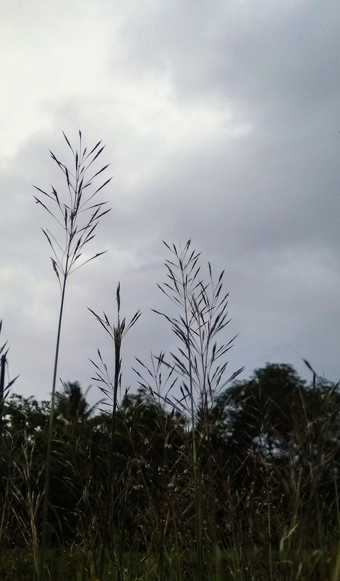 grass in evening