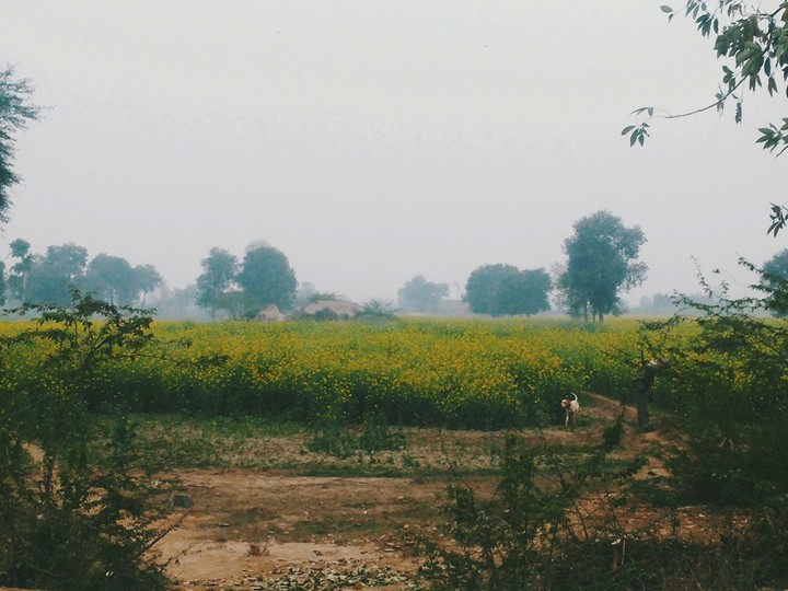 In the fields