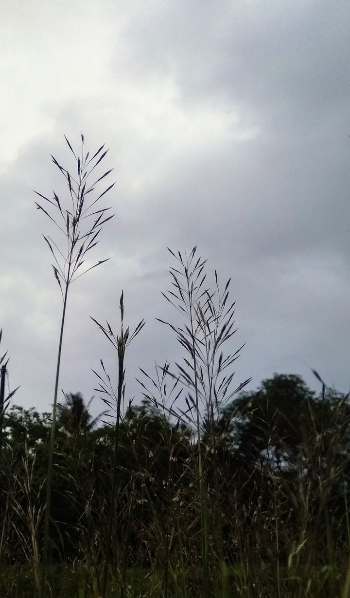 grass in evening
