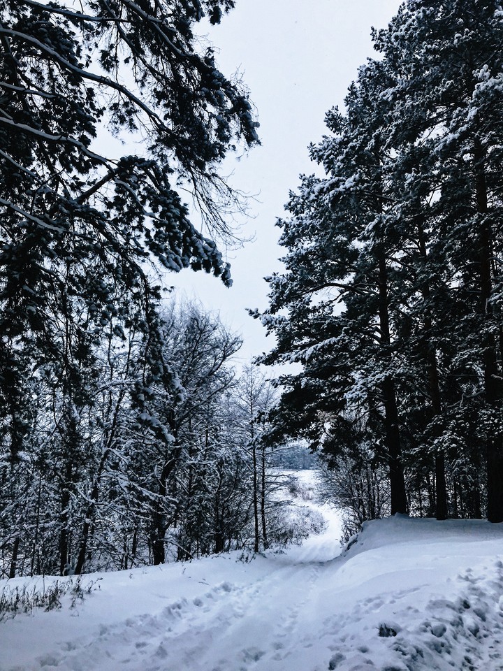 forest