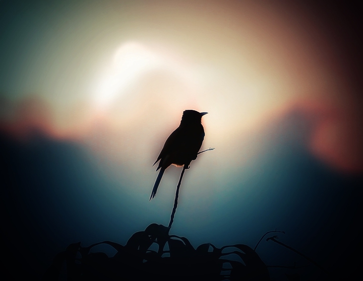 sunbird