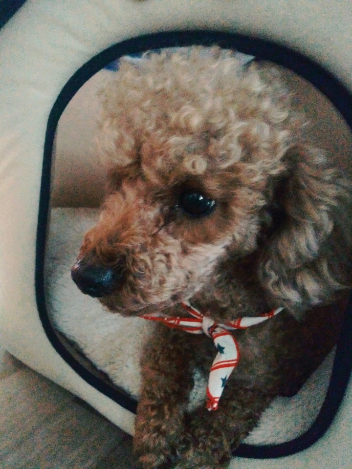 둥둥이