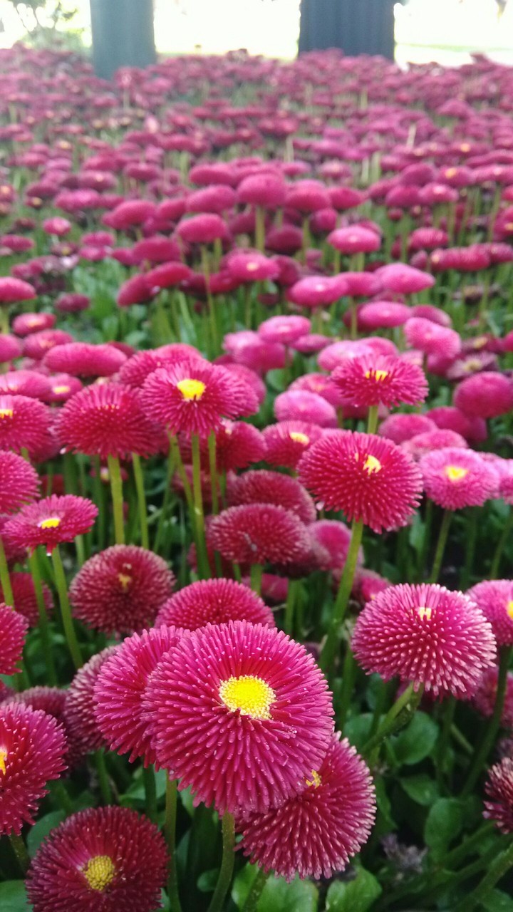 flowers