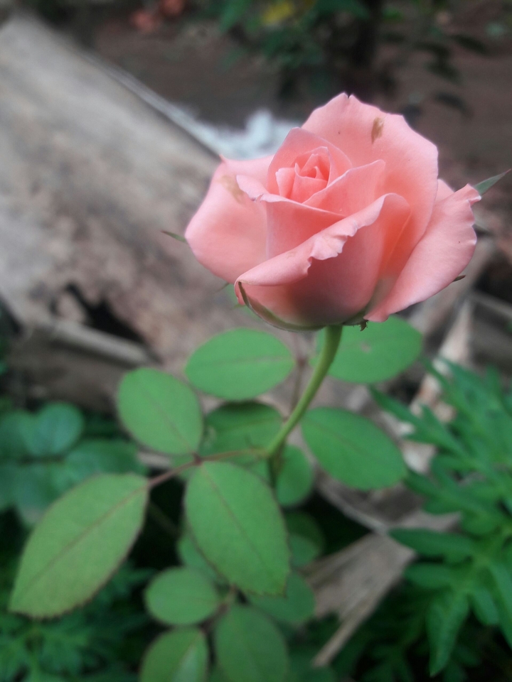 Pinky Rose