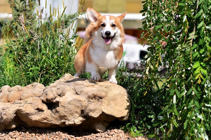 Oliver corgi