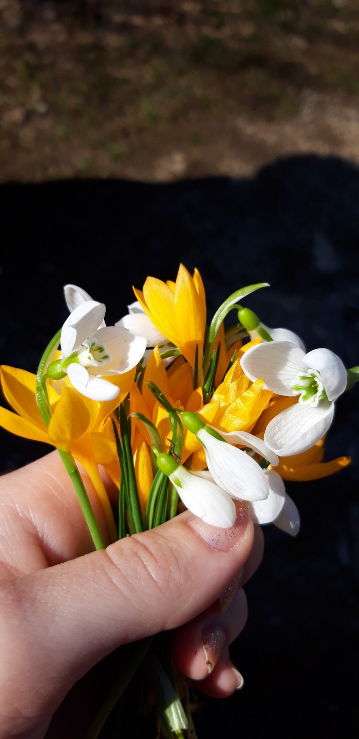winter, flowers