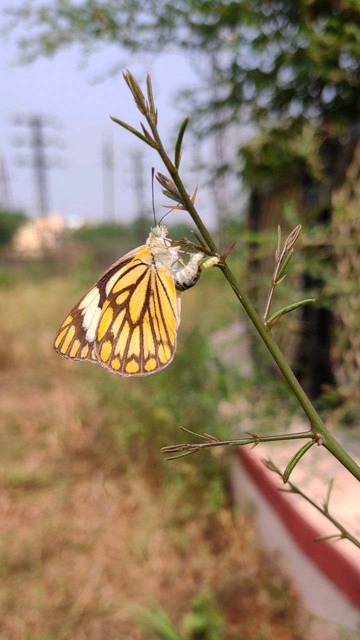 butterfly