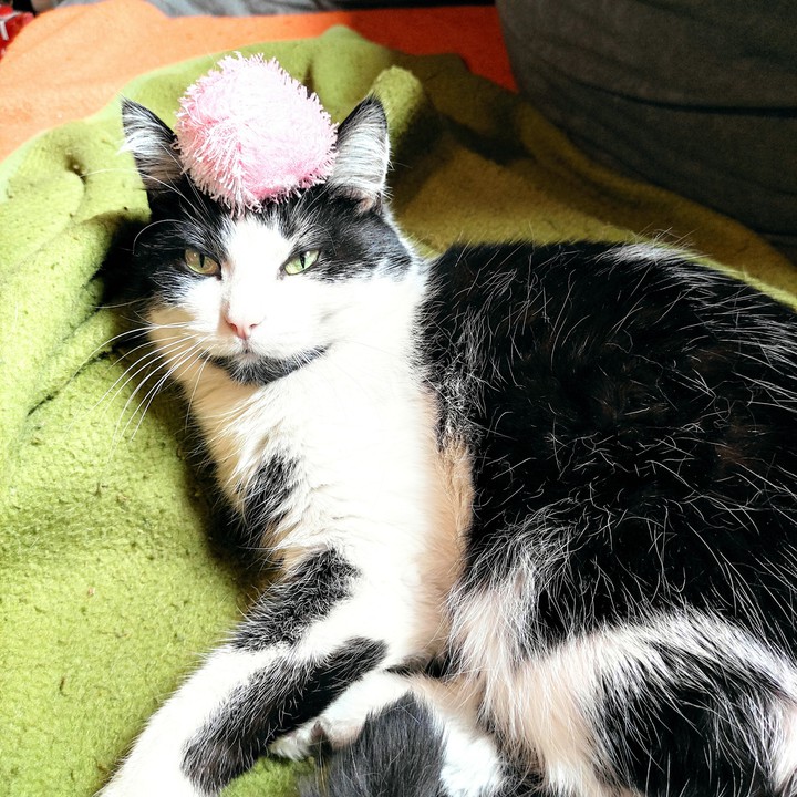Katze mit Bommel