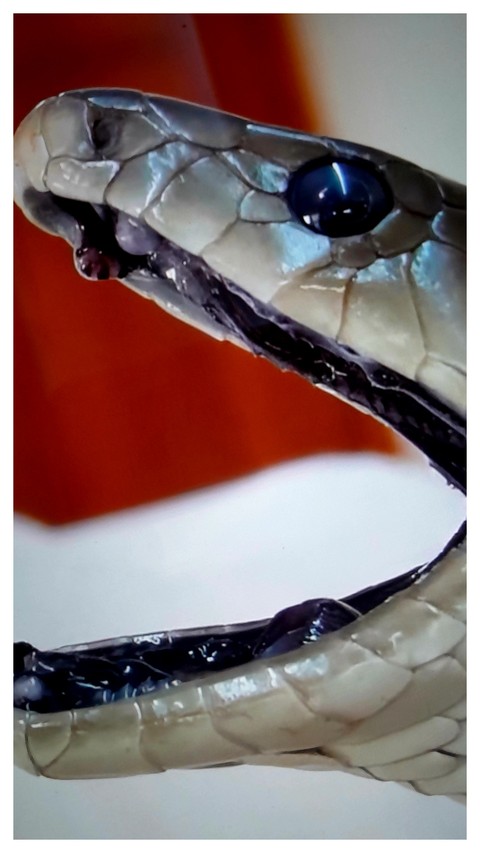 snakes, serpent achtergronden