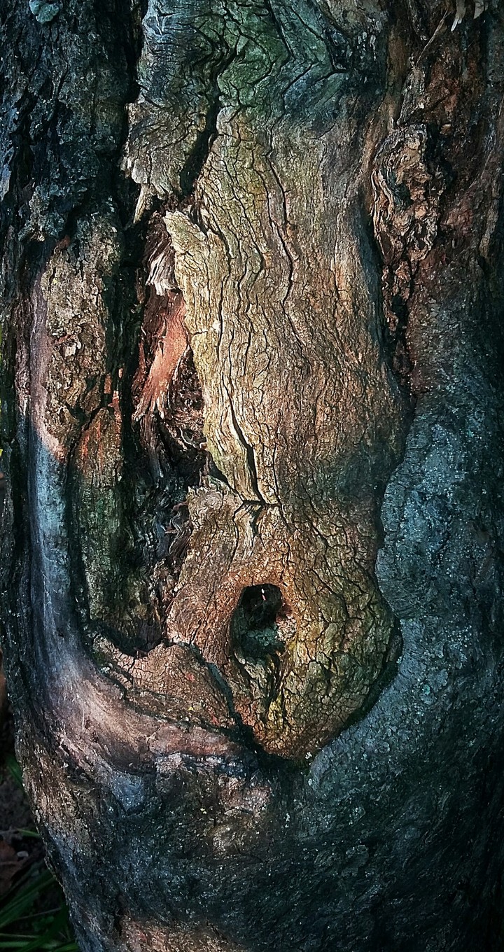 Creepy tree