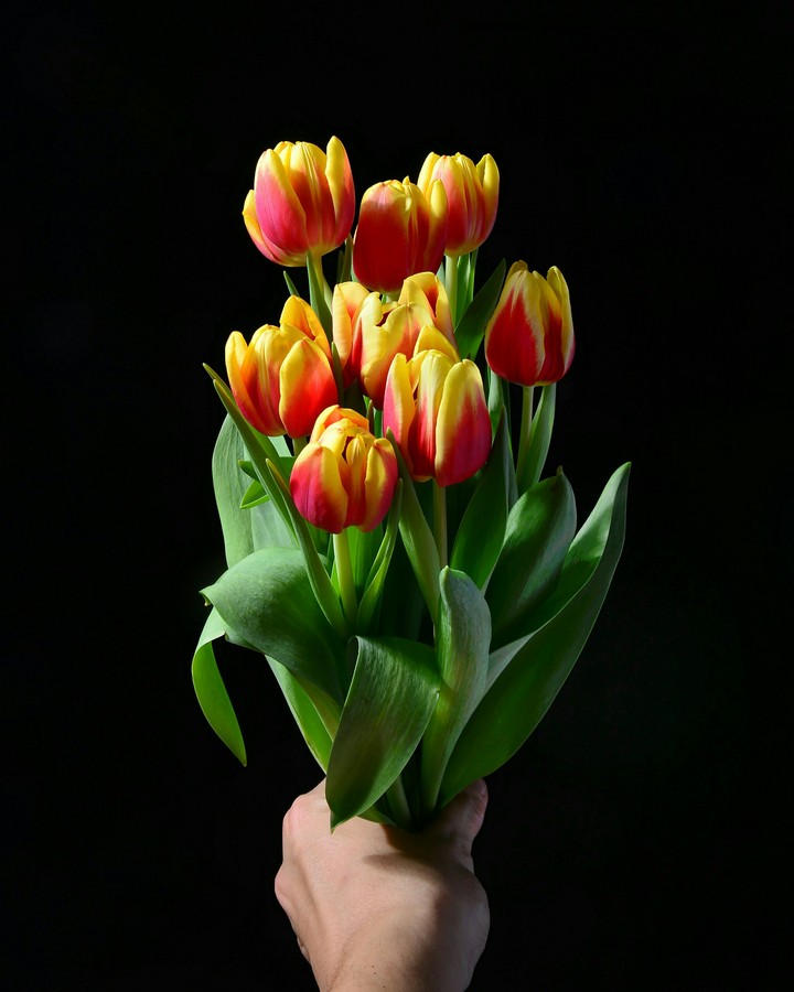 tulips..##