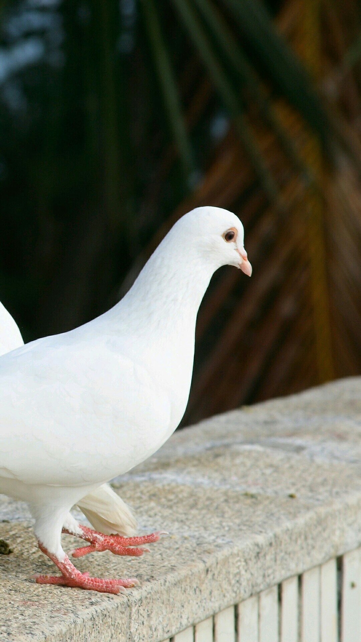 white pigeon