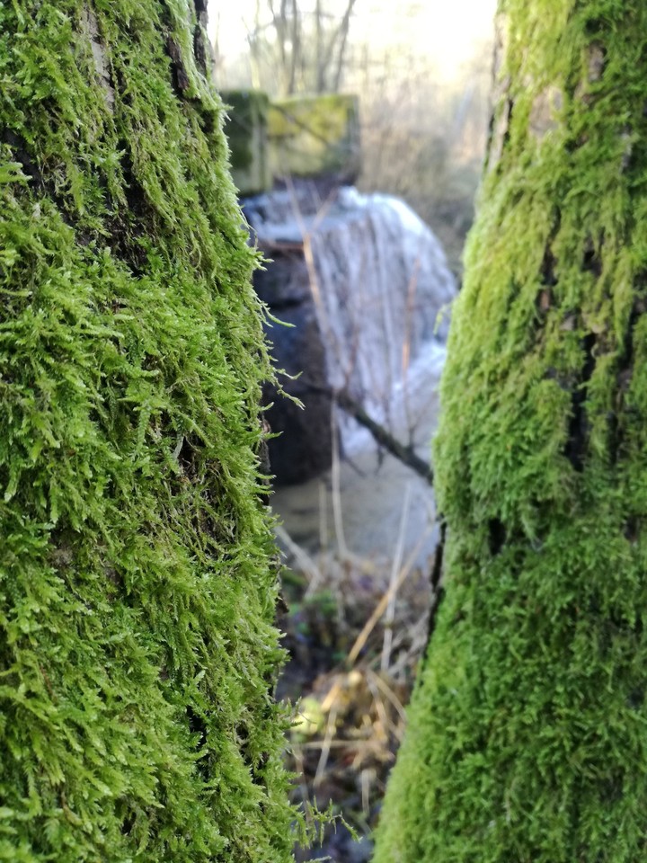 Moss and Water