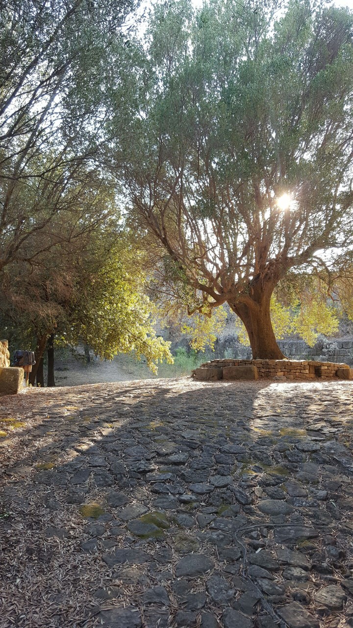 Luce tra le foglie