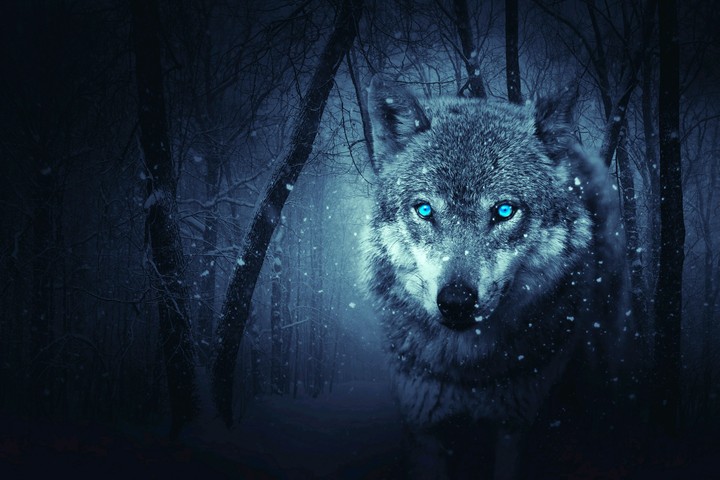 Wolf..
