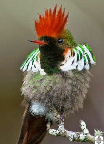 Pajarillo
