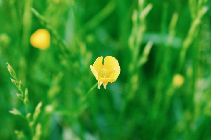 yellow head