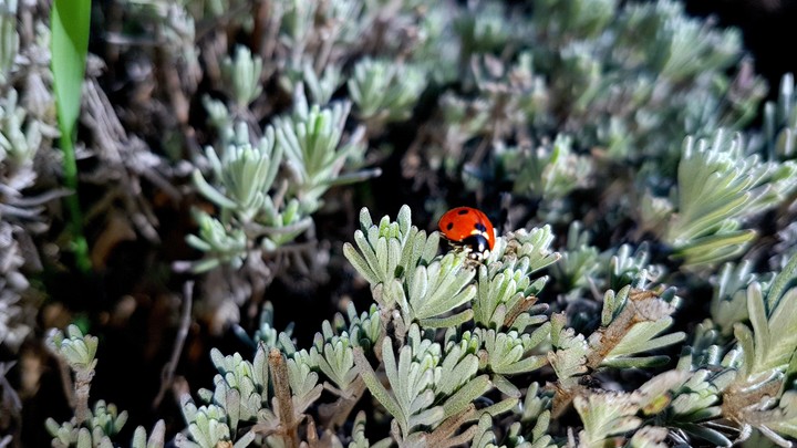 ladybug in lavender