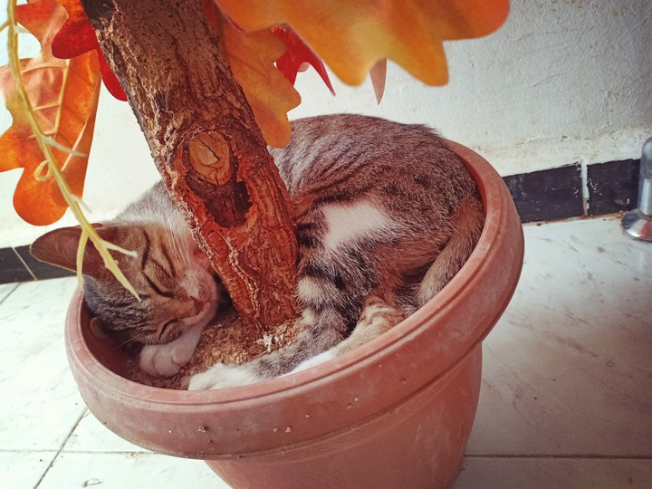 chat