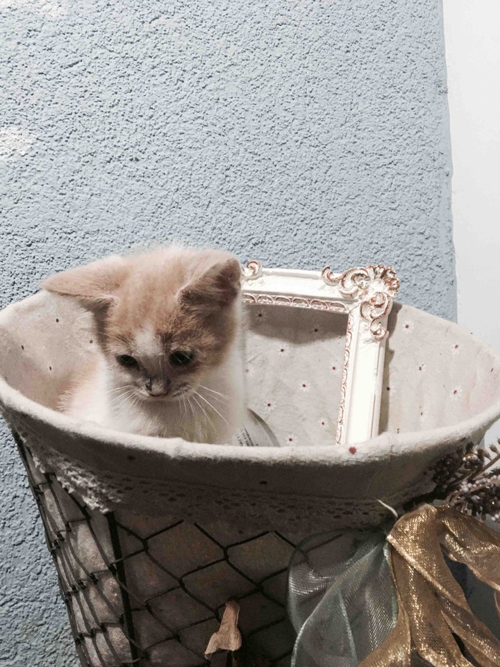 cat