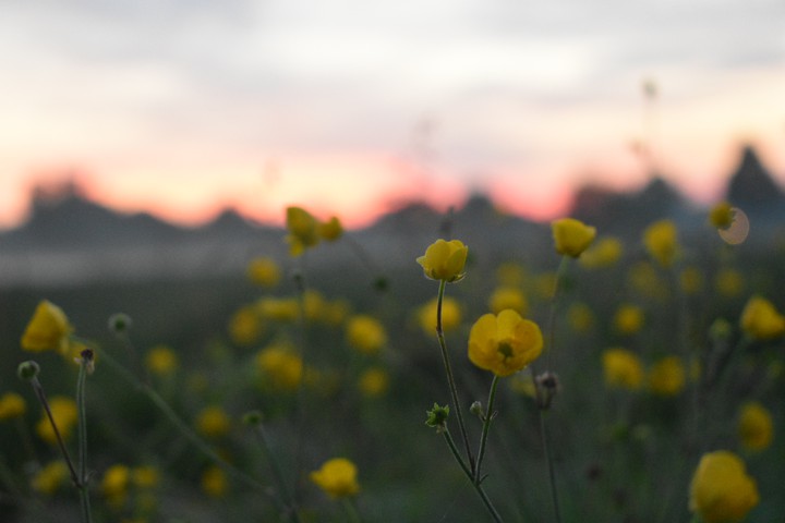 Yellow Field