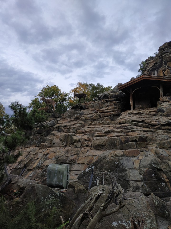 stone's