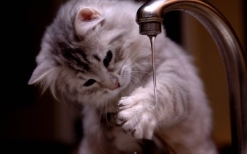 cat