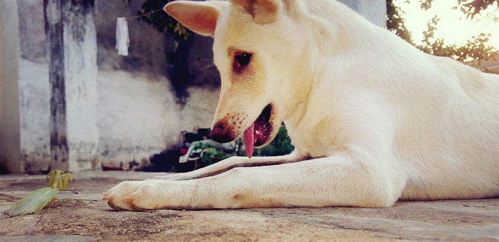 chat with grasshopper