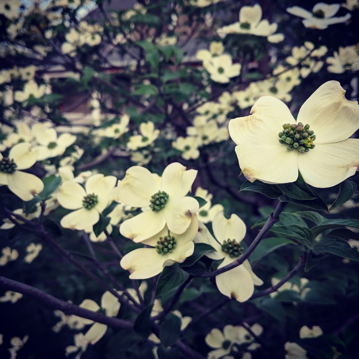 Spring flowers