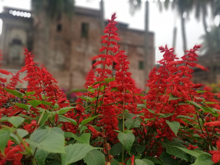 লাল pahar