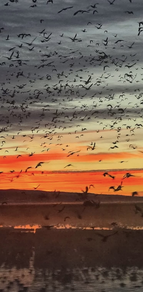 Birds