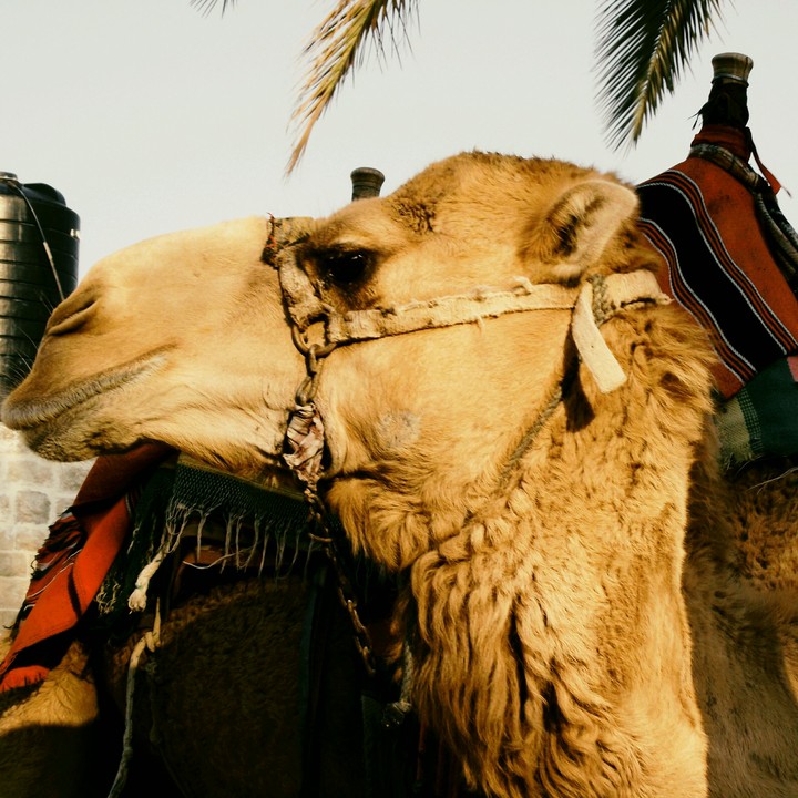 beauty of the camel