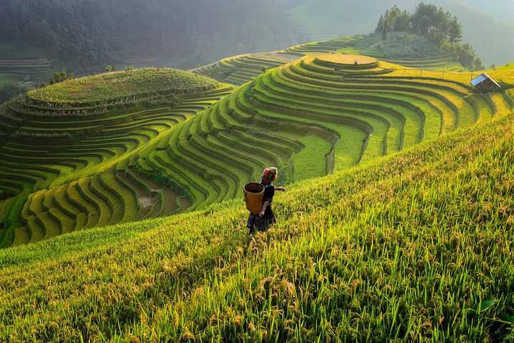 Mù Cang Chải - Việt Nam