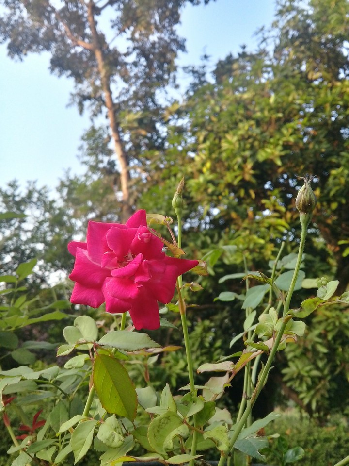 red rose