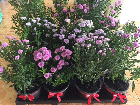 Beautiful flowers