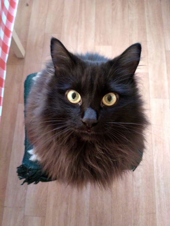 Cat Chester
