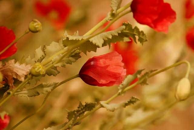 flores de otoño