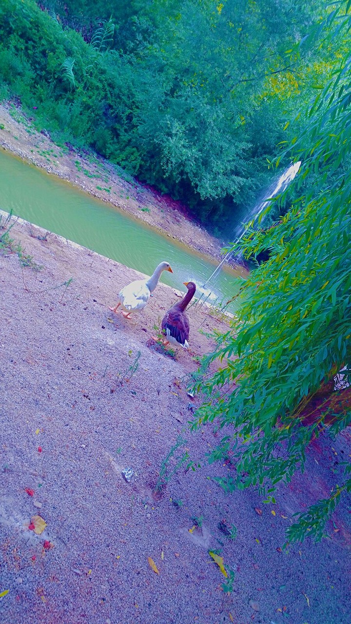 photographic