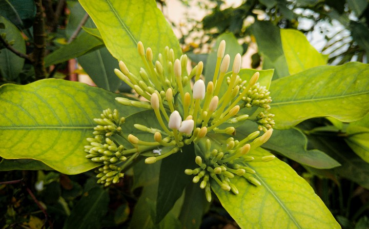 flor em nascimento