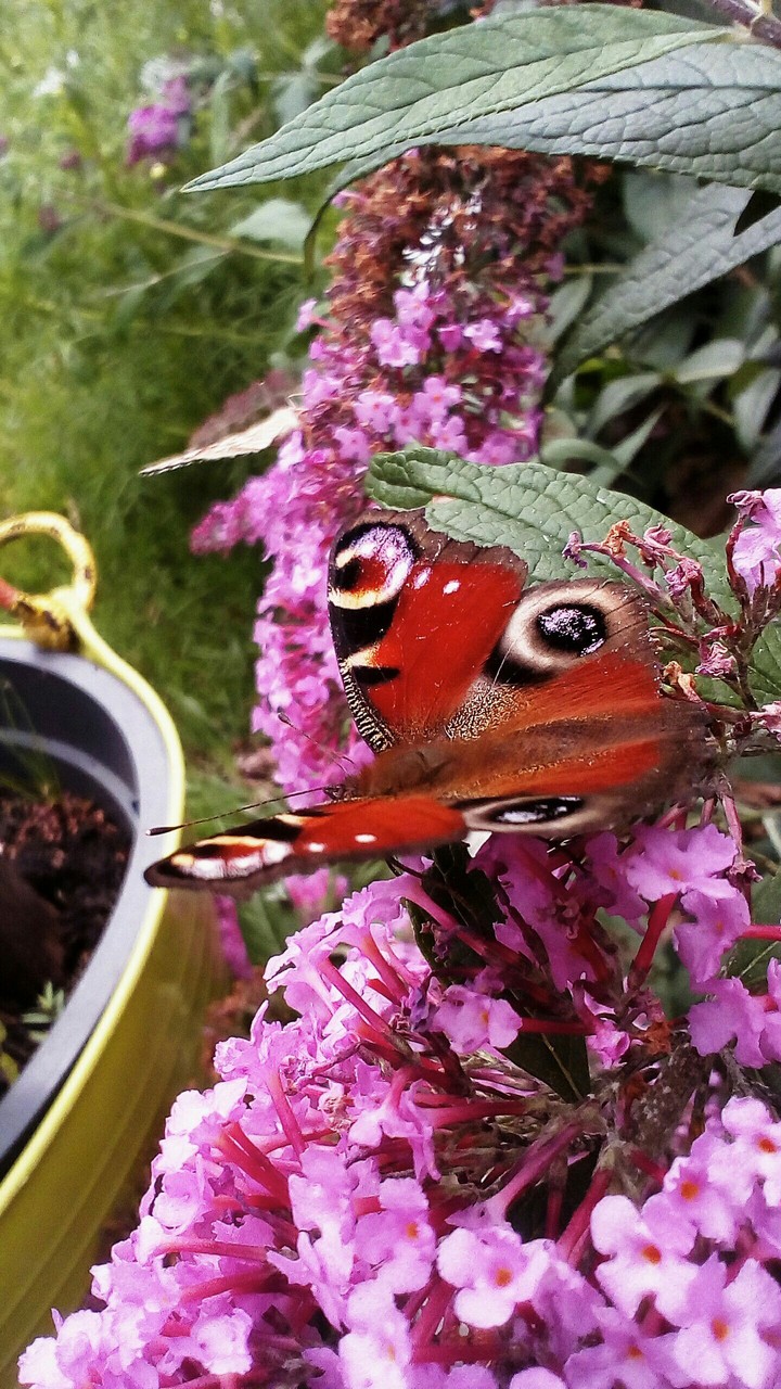 motyl