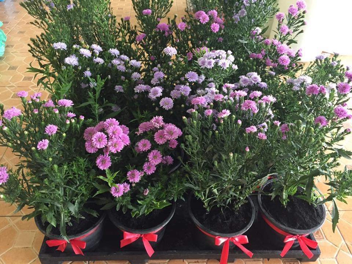 Beautiful flowers