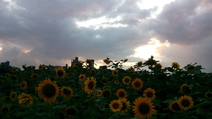 Sun flower