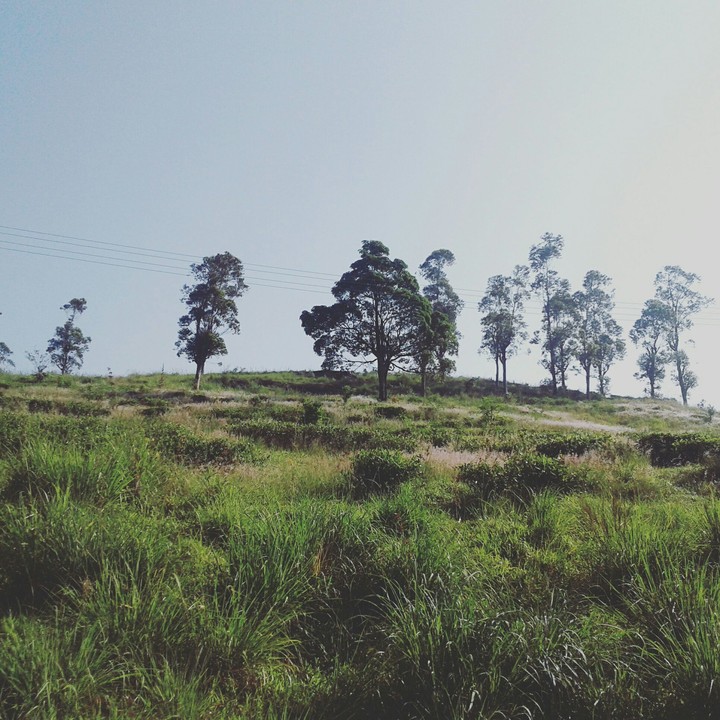 nature