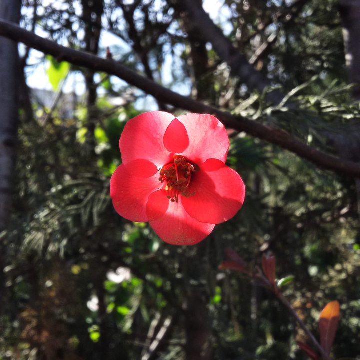 rose flowers