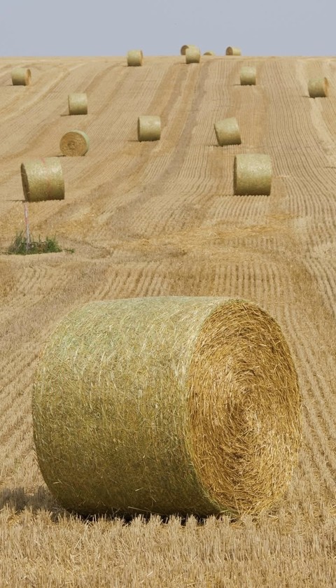 Cylinder, Hay वॉलपेपर