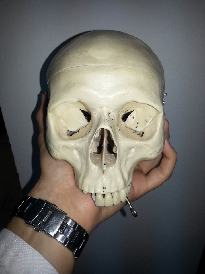 Skull